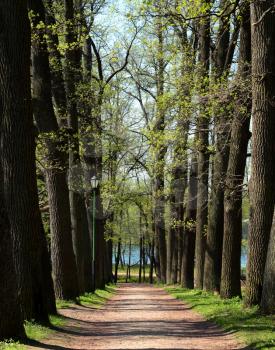 Oak alley in the park in springtime