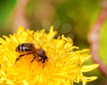 Bee collecting nectar from a yellow flower