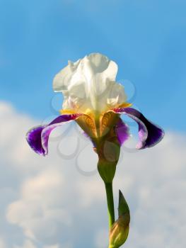 White and purple iris over the sky