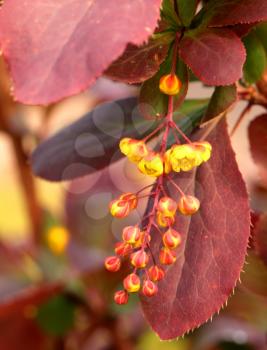 Yellow flowers of spring blossoming barberry 