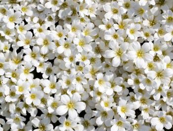 Small white flowers background