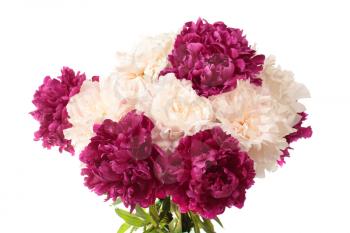 White and purple peonies  isolated on white background