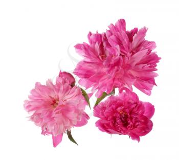 Three pink peony flowers isolated on white background