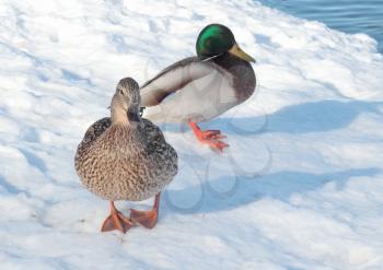 Two wild ducks on the snow near the lake shore