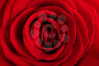 Closeup view of the red rose for background