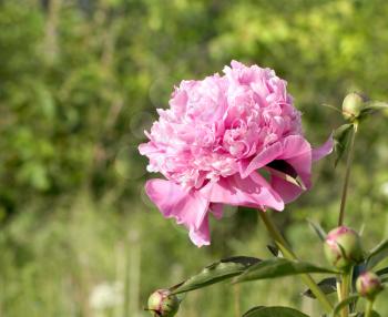 Pink peony over the green background