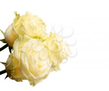 Cream roses  isolated on white background