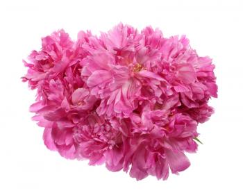 Pink peonies bouquet isolated on white background