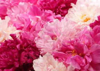 Different color peonies  for background
