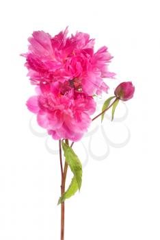 Branch of pink peony flowers isolated on white background