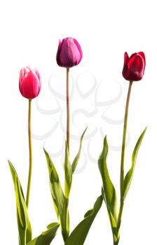 Three tulips isolated on white background