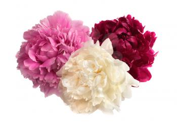 Three different color peonies  isolated on white background