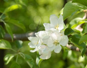 Apple flowers over natural green background
