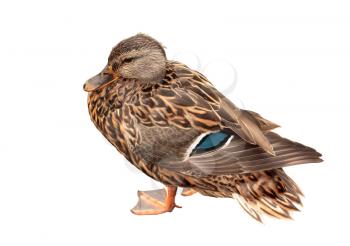 Female duck isolated on white background
