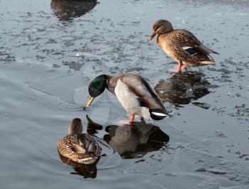 Wild ducks on the ice of the frozen lake