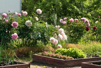 Summer garden with the different color peony