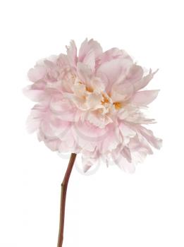 Tender pink peony flower  isolated on white background