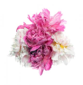 Different color peony flowers  isolated on white background