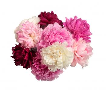 Different color peonies  isolated on white background