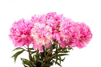 Bouquet of pink peonies isolated on white background
