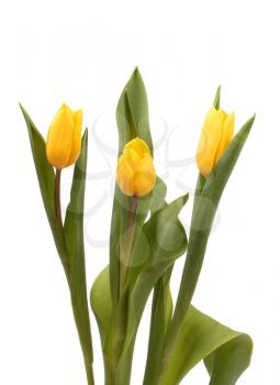 Three yellow tulips isolated on white background