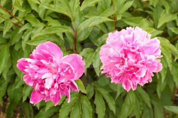 Two pink peonies over the green leaves
