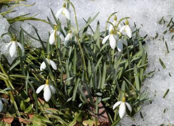 Spring snowdrop flowers with snow in the garden