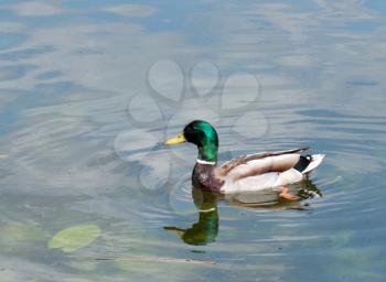 Male duck swimming in the lake