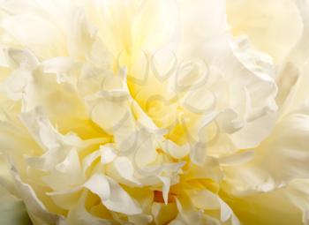 White peony closup  for background