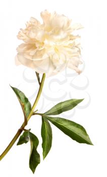 White peony flower isolated on white background
