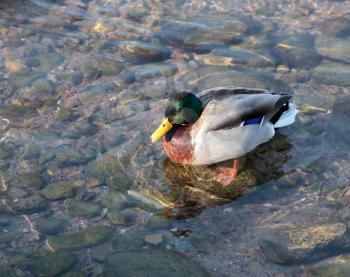Male duck swimming in the transparent water