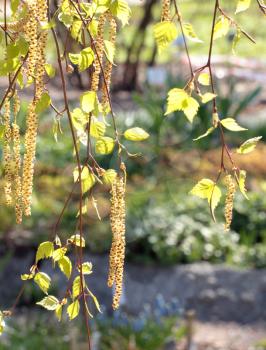 Branches of a birch with catkins under the sunlight
