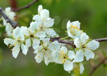 White flowers blossoming on a plum  tree