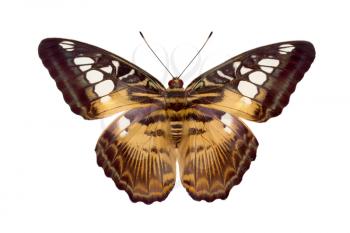 Butterfly Parthenos Sylvia isolated on white background
