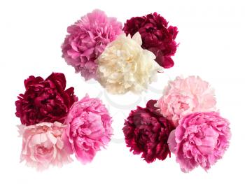 Set of three peonies bouquets isolated on white background
