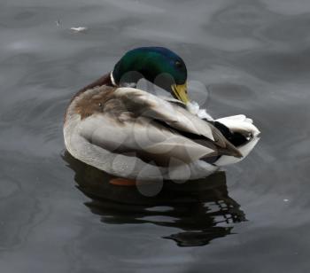 Male mallard duck prinking on the water