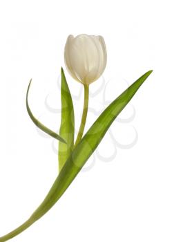 White tulip flower isolated on white background