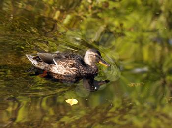 Wild female duck over the water background