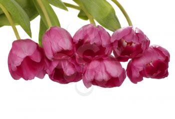 Pink tulip flowers bouquet isolated on white background