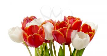 Bouquet of white and red tulips isolated on white background