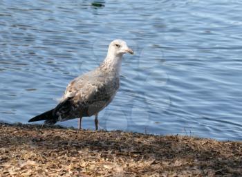 Grey seagull standing near the lake shore