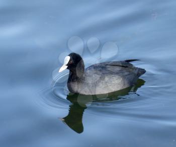 Coot ( fulica atra) over the water background