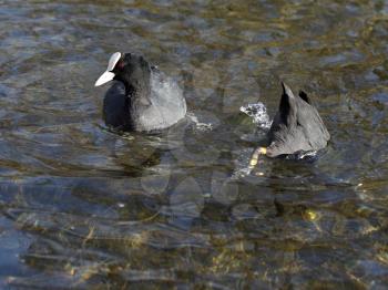 Two coots. One is diving for food