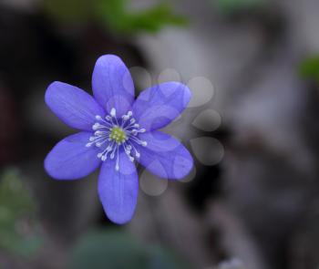 Snowdrop (Hepatica nobilis) blooming in the spring forest