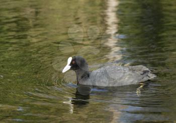 Coot ( fulica atra) over the water background