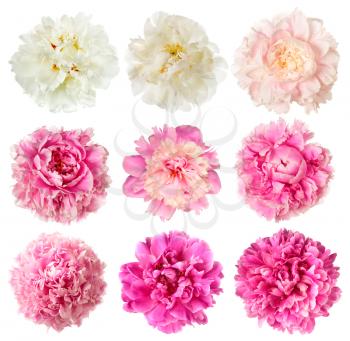Set of white and pink peony flowers isolated on white background