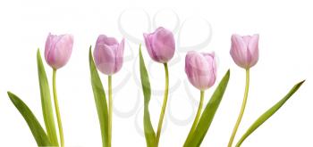 Set of five pink tulips isolated on white background