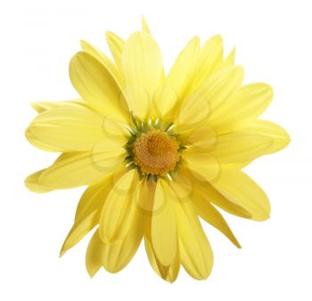 Yellow daisy isolated on white background