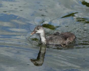 Coot ( fulica atra) duckling over the water background