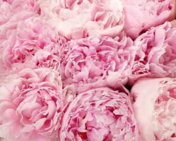 Pink peonies  for background